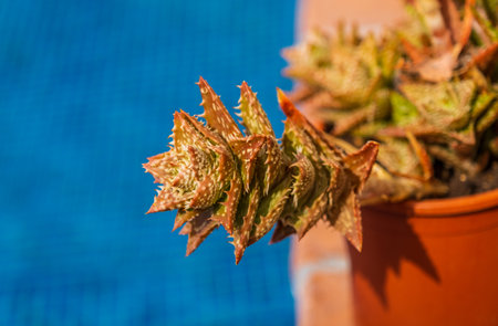 Aloe squarrosa, a species of succulent flowering plant. Green spotted scarlet with thorns in the pot...