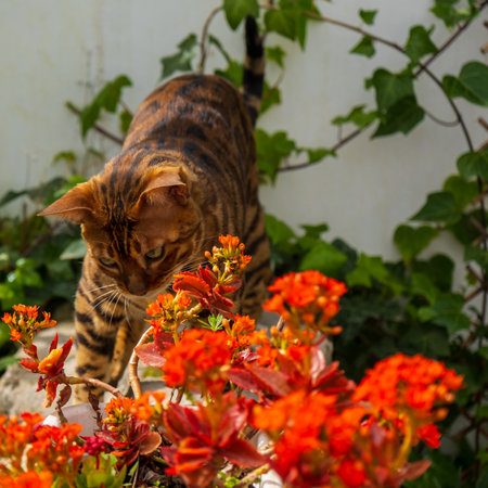 Bengal cat in the home garden. Kalanchoe blossfeldiana also know Flaming Katy, Christmas kalanchoe, Florist kalanchoe. Cultivation of succulent plants in the home garden. Catalonia, Spainの写真素材