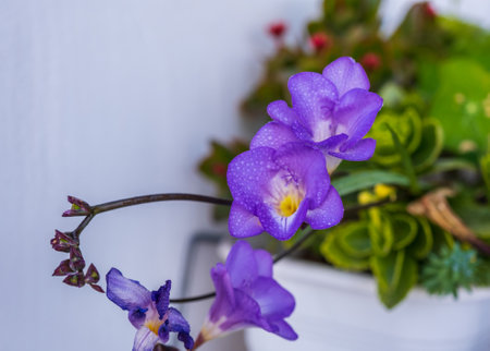 Twigs of a delicate purple freesia flower. Detail of freesia flowers with drops of dew in a garden. The branch of freesia with flowers, budsの写真素材