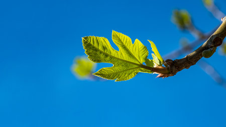 Green leaves of a fig tree and small fruits against a blue sky. ecological agriculture. garden care conceptの写真素材