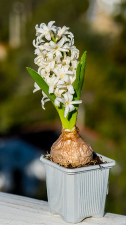 White hyacinth flower in a white pot against a mountain village. Catalonia, Spainの写真素材