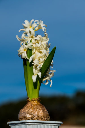 White hyacinth flower in a white pot against a blue sky