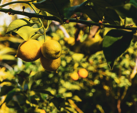 Ripe lemons hanging on a tree. Growing a lemon. Mature lemons on tree. Selective focus and close up. Catalonia, Spainの写真素材