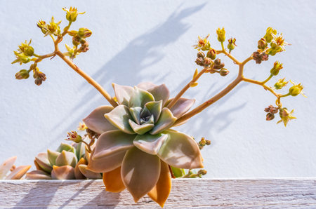 Graptopetalum paraguayense - species of succulent plant in the jade plant family, Crassulaceae.の写真素材