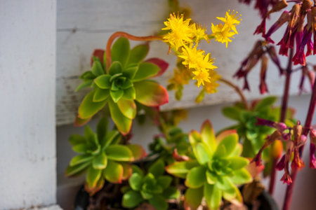 Close-up of Graptopetalum Paraguayense plant with yellow flowers in the home garden.の写真素材