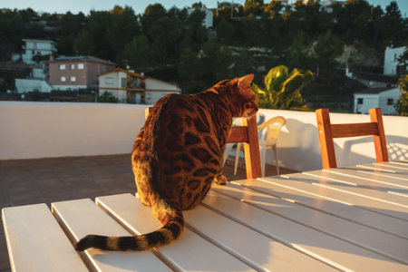 Domestic bengal cat is resting on the table on the terrace, spring sunny day