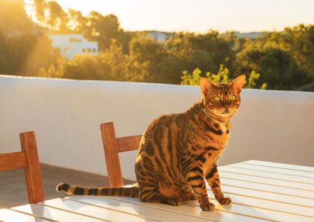 Domestic bengal cat is resting on the table on the terrace, spring sunny dayの写真素材