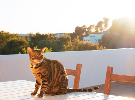 Domestic bengal cat is resting on the table on the terrace, spring sunny day