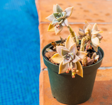 Close-up of Graptopetalum Paraguayense plant with flowers in the pot near the pool with blue water. Cultivation of succulent plants in the home gardenの写真素材
