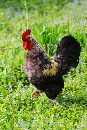 Domestic rooster grazes on the lawn, summer timeの写真素材