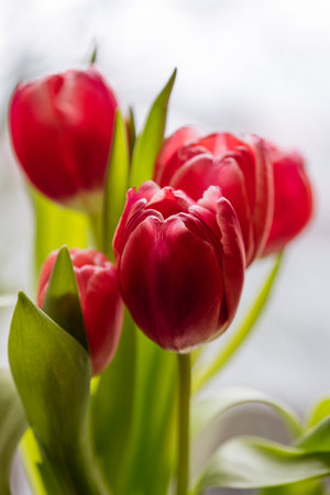 Beautiful pink tulip flowers. Congratulations on March 8, Birthday, Mother's Day, Valentine's dayの写真素材