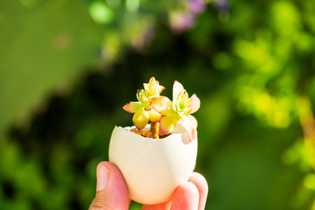 White Easter egg with beautiful succulent plant in the hand outdoor. Easter spring concept. Shallow depth of fieldの写真素材