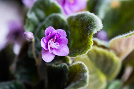 African violet flowers saintpaulia in pot on windowsill, macro close upの写真素材
