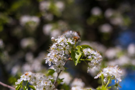 Prunus padus or European bird cherry in the garden in springの写真素材