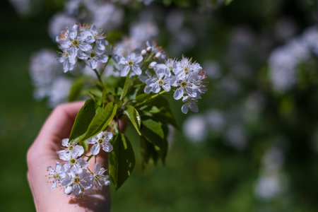 Prunus padus, known as bird cherry, Mayday tree, is flowering plant in rose familyの写真素材