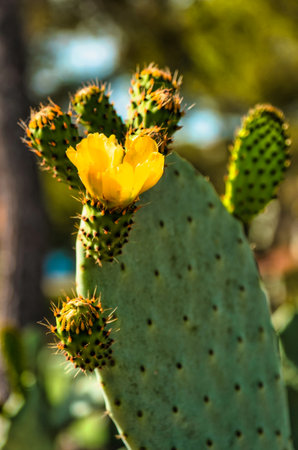 Prickly pear cactus with fruits and yellow flowersの写真素材