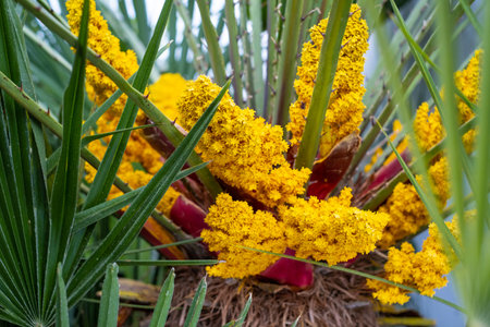 Flowering palm tree. palm tree blossom close up