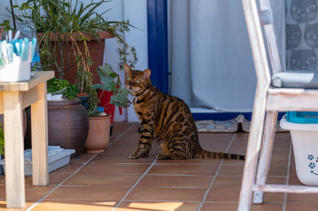 Bengal domestic cat is resting on the balcony in the hot sunny summer dayの写真素材