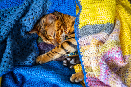 Domestic Bengal cat resting on the couch wrapped in a blanket, pets careの写真素材
