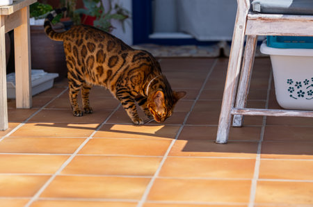 Bengal domestic cat is resting on the balcony in the hot sunny summer dayの写真素材