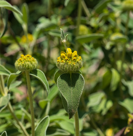 Jerusalem sage flower bud - Latin name - Phlomis fruticosa. Phlomis fruticosa-looking Turkish sage also sometimes called Jerusalem sageの写真素材
