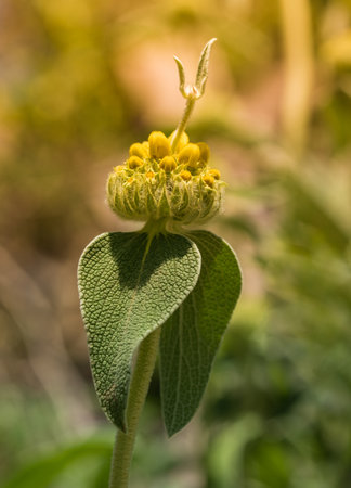 Phlomis fruticosa or "Jerusalem sage" buds and leaves on the blurred backgroundの写真素材