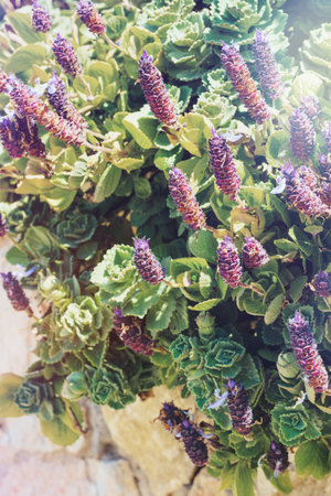 Plectranthus neochilus, also known as Lobster Bush, fly bush, or mosquito bush. Flower of Plectranthus Neochilus in the summer garden. Catalonia, Spainの写真素材