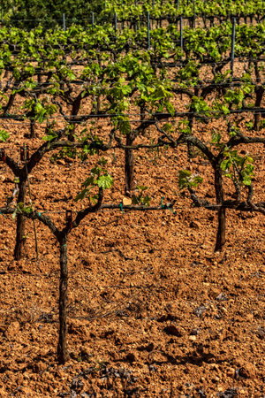 Traditional Mediterranean vineyards. Grape wine steam. landscape with vineyards. Garraf, province of Barcelona, Cataloniaの写真素材