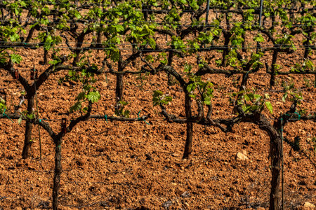 Traditional Mediterranean vineyards. Grape wine steam. landscape with vineyards. Garraf, province of Barcelona, Cataloniaの写真素材
