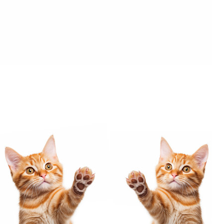Funny ginger kittens with paws giving high five, isolated on white. Cute cat paws. Free space for advertisingの素材