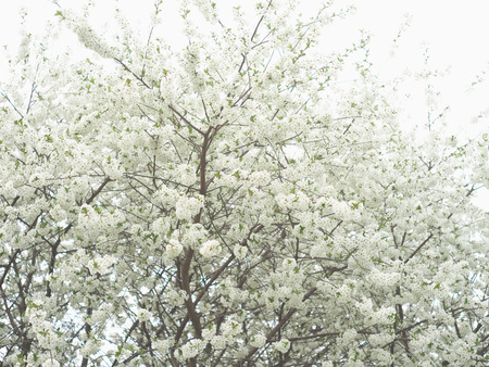 Tree brunch with white spring blossoms. Sakuraの写真素材