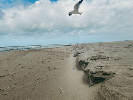 seagulls are special birds, especially on the baltic seaの写真素材