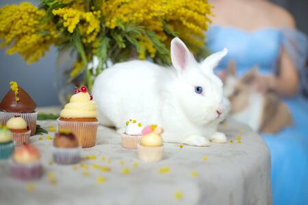 A white rabbit with blue eyes sits on a table against a background of flowers. Easter day.の写真素材