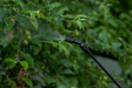 Close-up man farmer worker spraying pesticide treatment on fruit gardenの写真素材