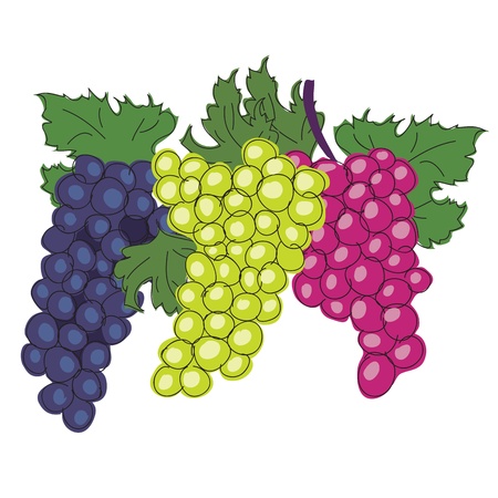 grapesのイラスト素材