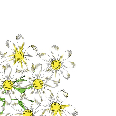 chamomile flowers on a white backgroundのイラスト素材