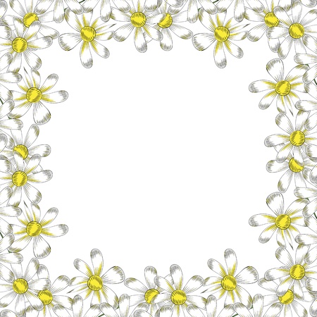 chamomile flowers on a white backgroundのイラスト素材
