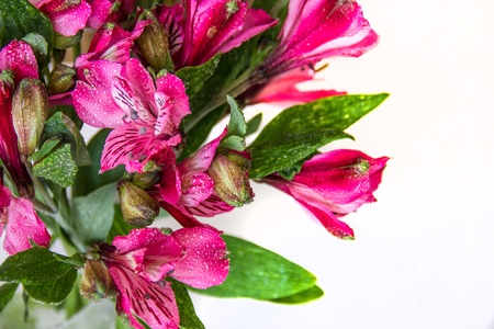 Alstroemeria flowers