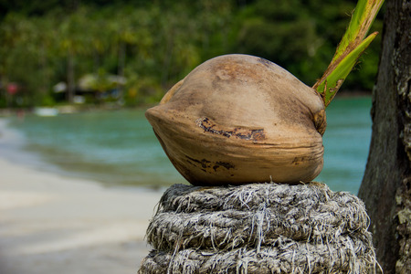 summer, coconut and seaの写真素材