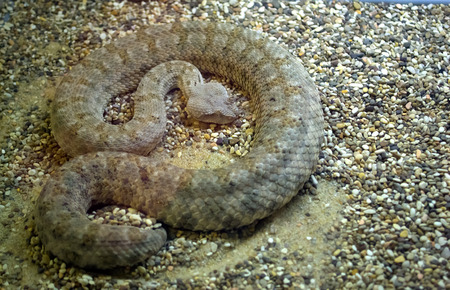 snake curledの写真素材