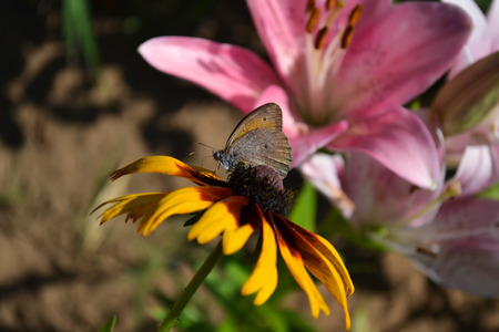butterfly is sittiing on yellow flower with pink flower backgrounの写真素材