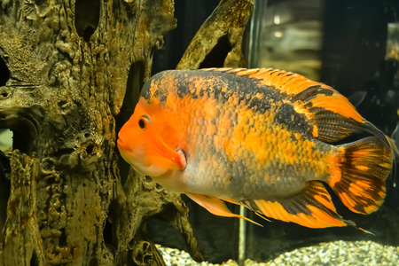 black-red fish in the aquariumの写真素材