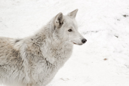 white wolf is looking on snow backgroundの写真素材