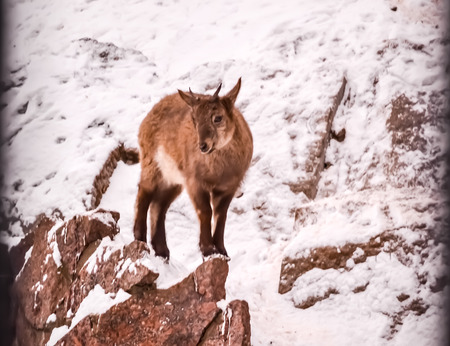 litle goat on rock looking straightの写真素材