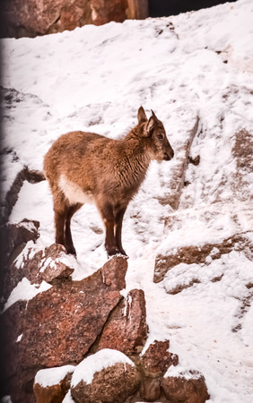 baby goat is standing sideways  on rockの写真素材