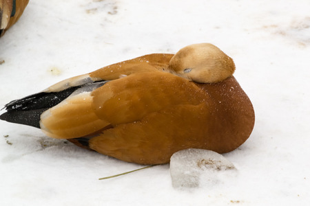 duck is sleeping on snow and is covered by snowflakesの写真素材