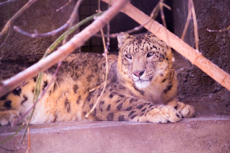 leopard is laying on concrete step in zooの写真素材