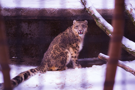 leopard growls behind bars in zooの写真素材