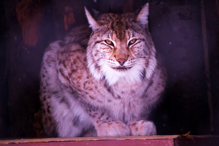 lynx is sitting and watching straightの写真素材