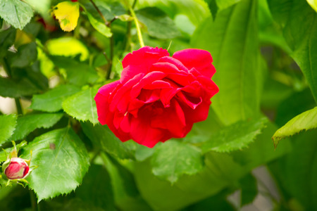 red rose on  valentines dayの写真素材